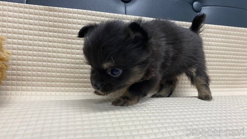 成約済の兵庫県のポメチワ:ポメラニアン×チワワ-329745の4枚目